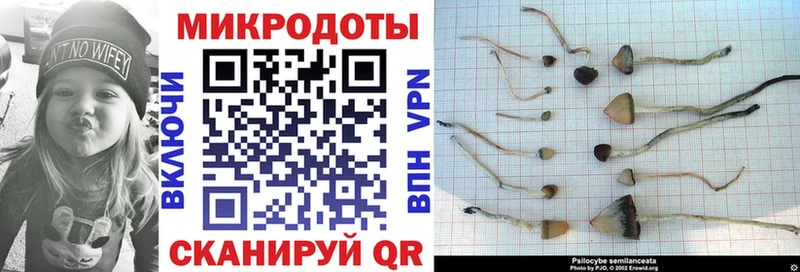 Галлюциногенные грибы Psilocybine cubensis Хилок